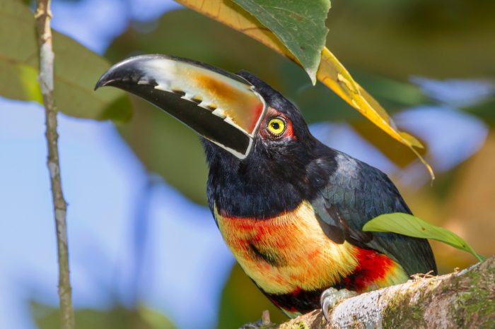 Costa Rica