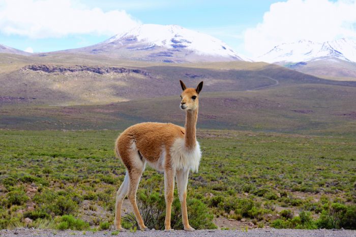 Perù
