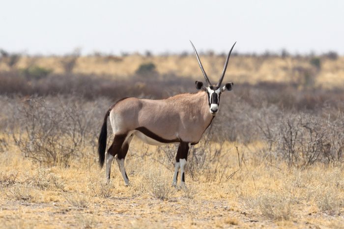 Namibia e Mauritius